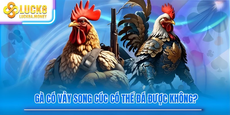 Gà có vảy song cúc có thể đá được không?